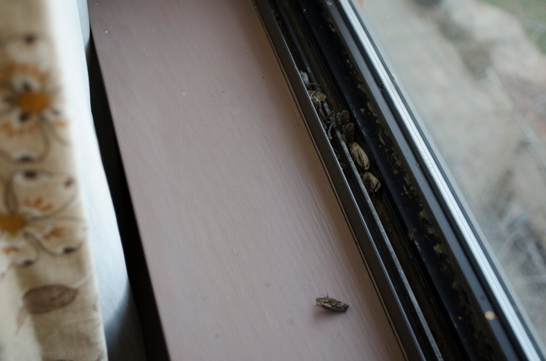 Moths in Window
